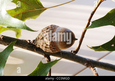 Nahaufnahme von Färbereiche Zweig Blätter und Eicheln (Quercus Velutina Lam) Stockfoto