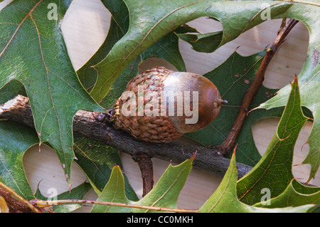 Nahaufnahme von Färbereiche Zweig Blätter und Eicheln (Quercus Velutina Lam) Stockfoto