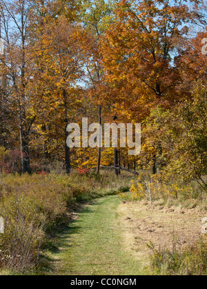 Herbst mit pulsierenden farbigen Blätter führt ein Pfad in den Wald Stockfoto