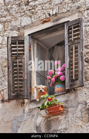 Detail-Foto eines Fensters mit Blumen. Aus das Fenster sieht einen Hund. Alte Stadt von Split, Dalmatien, Kroatien, Europa Stockfoto