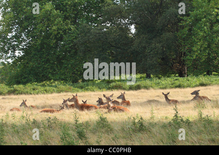 Rote Hirschkuh Hirsche und Kalb Verlegung in langen Rasen mit grünem Laub Hintergrund Stockfoto