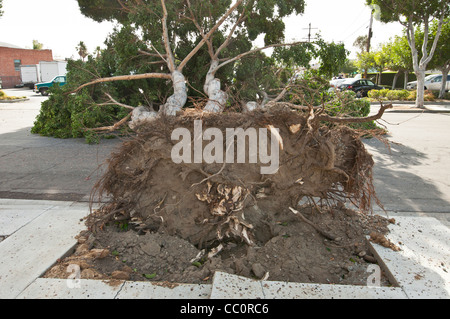 Einem eingestürzten Baum wegen zu starken Windes. Hurrikan-Stärke-Winde klopfte eine große Anzahl von Bäumen. Stockfoto