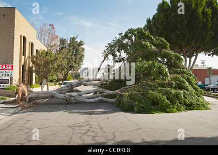 Einem eingestürzten Baum wegen zu starken Windes. Hurrikan-Stärke-Winde klopfte eine große Anzahl von Bäumen. Stockfoto