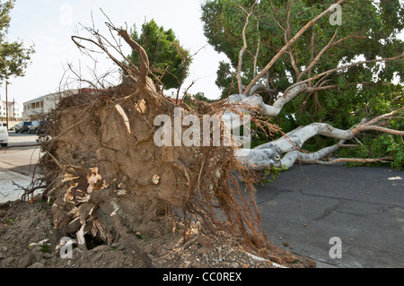 Einem eingestürzten Baum wegen zu starken Windes. Hurrikan-Stärke-Winde klopfte eine große Anzahl von Bäumen. Stockfoto