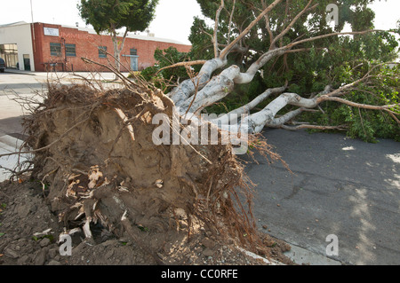 Einem eingestürzten Baum wegen zu starken Windes. Hurrikan-Stärke-Winde klopfte eine große Anzahl von Bäumen. Stockfoto