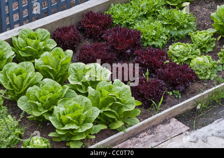 Eine Vielzahl von Salat in einem Garten Hochbeet angebaut Stockfoto