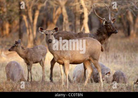 Indischer Sambar, Rusa unicolor, Hirsche Herde im Ranthambhore National Park, Rajasthan, Indien Stockfoto