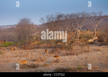 Hirsch, Achse Achse gesichtet (Chital), durch die Ruinen der Moschee im Ranthambhore National Park, Rajasthan, Indien Stockfoto