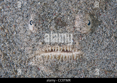 Whitemargin Stargazer (Uranoscopus Sulphureus) verstecken sich in Sand warten auf Beute vorbei. Komodo, Indonesien, Pazifischen Ozean. Stockfoto