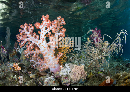 Weichkorallen (Dendronephthya SP.) wächst auf flachen, diverse Korallenriff. Raja Ampat, Papua, Indonesien, Pazifischen Ozean. Stockfoto