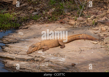 Indische Sumpf-Krokodil, Crocodylus Palustris, Sumpf-Krokodil in Ranthambhore National Park, Rajasthan, Nordindien Stockfoto