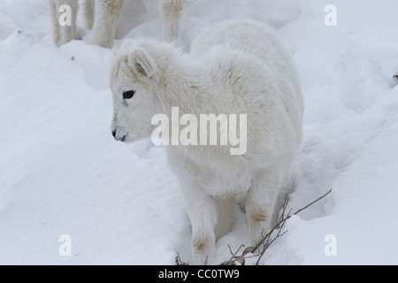 Dall-Schafe (Ovis Dalli) Lamm im Schnee in Atigun Pass, Brooks Range Berge, Alaska im Oktober Stockfoto