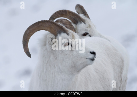 Dall-Schafe (Ovis Dalli) Nahaufnahme von zwei jungen Widdern im Schnee in Atigun Pass, Brooks Range Berge, Alaska im Oktober Stockfoto