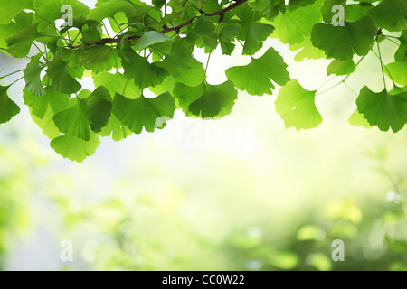 Ginkgo Blätter, flachen Fokus. Stockfoto