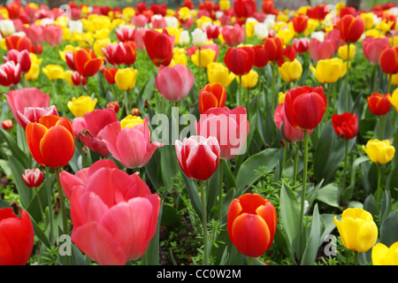 Tulpe Blumen im Park... Stockfoto