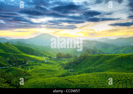 Tee-Plantagen in Malaysia Cameron Highlands. Sonnenaufgang am frühen Morgen mit Nebel. Stockfoto