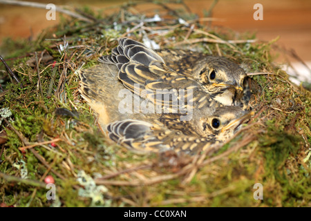 Zwei junge Drossel in einem Nest. Irland Stockfoto