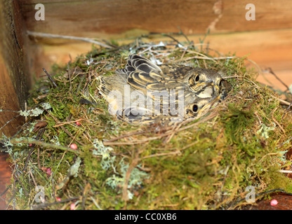 Zwei junge Drossel in einem Nest. Irland Stockfoto