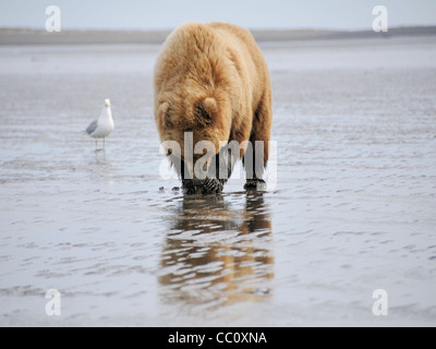 Ein Braunbär (Ursus Arctos) ernährt sich von einer Muschel, die es aus einem Alaskan Strand ausgegraben hat Stockfoto