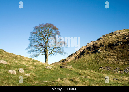 Sycamore Gap - geliebten Baum auf dem Hadrianswall Trail, der in den 1990er Jahren als Standort in der Robin Hood Film verwendet wurde. Stockfoto