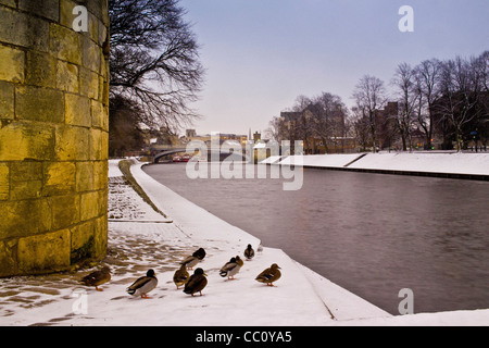 Enten stehen im Schnee bei Marygate Landing am Fluss Ouse, mit Lendal Bridge in der Ferne, Schnee Stockfoto