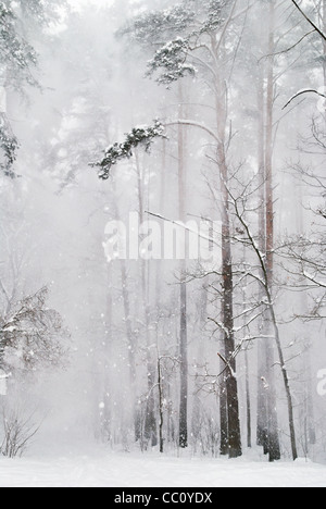 Schnee fällt im Wald Stockfoto