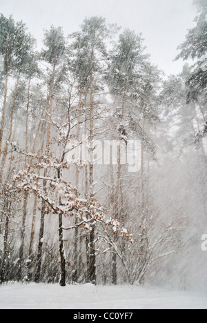 Schnee fällt im Wald Stockfoto