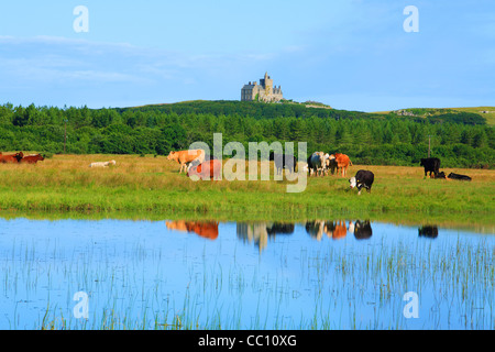 Vieh mit Classiebawn Castle im Hintergrund. Co. Sligo. Irland Stockfoto