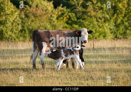 Zwei Kälber trinken Milch von ihrer Mutter in einem Feld in England. Stockfoto