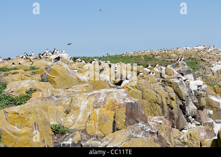 Papageientaucher auf den inneren Farne Stockfoto