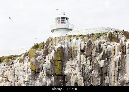 der Leuchtturm auf den Farne Islands Stockfoto