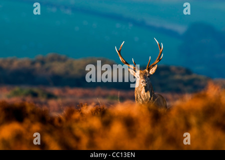 Rotwild-Hirsch im goldenen Sonnenlicht Stockfoto