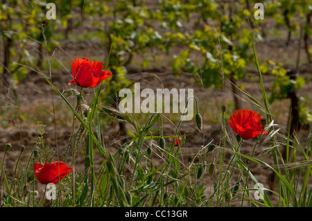Mohnblumen in Hecke gegen Blick auf Reben im Hintergrund, Frankreich Stockfoto