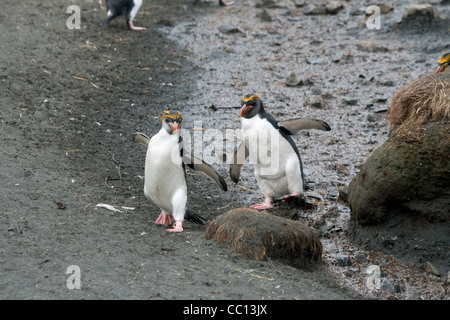 Königlichen Pinguine (Eudyptes Schlegeli) zu Fuß am Strand von Macquarie Island (AU) Stockfoto