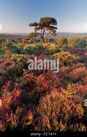 Einzelne Lone Pine an der Bratley Ansicht New Forest Stockfoto