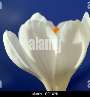 Makroaufnahme der weiße Krokus vor blauem Hintergrund Stockfoto