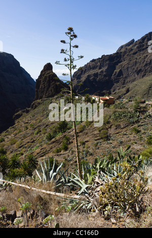 Masca, Schaufenster Tourismus Bergdorf in Buenavista del Norte Region von Teneriffa. Aloe-Vera-Pflanzen. Stockfoto