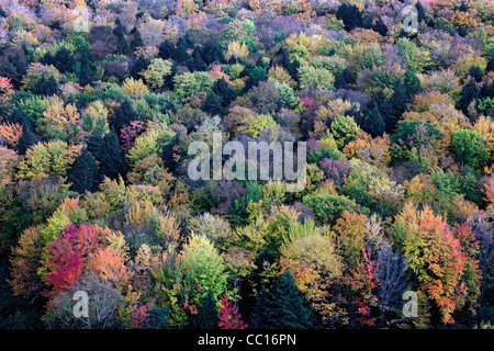 Herbstliche Farben unter die Haube des Ottawa National Forest und Porcupine Mountains Wildnis in obere Halbinsel von Michigan. Stockfoto