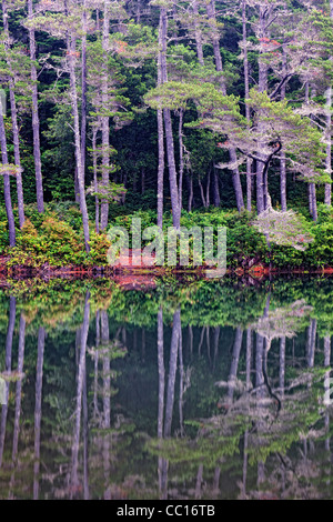 Morgen Reflexionen am See Cleawox und Honeyman State Park auf zentralen Küste Oregons und Lane County. Stockfoto