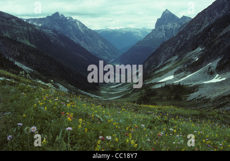 Berge und Blumen. Britisch-Kolumbien. Kanada Stockfoto