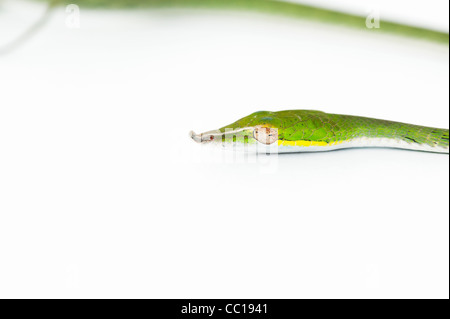 Ahaetulla Nasuta. Juvenile grüne Ranke Schlange auf weißem Hintergrund Stockfoto