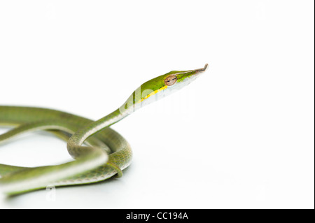 Ahaetulla Nasuta. Juvenile grüne Ranke Schlange auf weißem Hintergrund Stockfoto