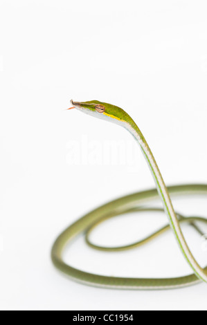 Ahaetulla Nasuta. Juvenile grüne Ranke Schlange auf weißem Hintergrund