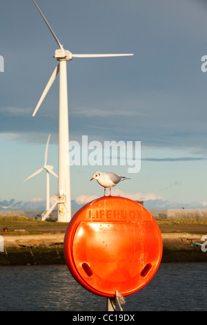 Eine schwarze Headede Möwe auf einen Rettungsring in Blyth an der nordöstlichen Küste mit Windkraftanlagen hinter UK. Stockfoto