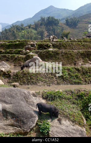 Junge vietnamesische dickbäuchige Schweine Stockfoto