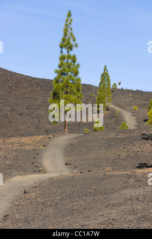 Die Samara Vulkan Wanderwege, Ansatz auf den Teide, Teneriffa. Stockfoto