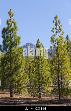 Die Samara Vulkan Wanderwege, Ansatz auf den Teide, Teneriffa. Blick auf Teide mit kanarischen Kiefern. Stockfoto