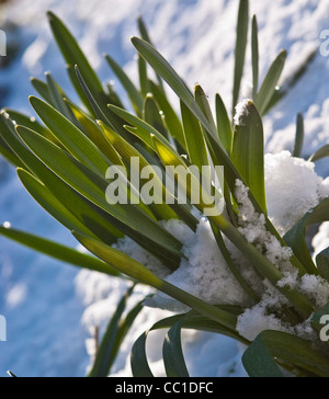 Daffodil Blätter aus dem Schnee in einem britischen Garten, im Winter. Stockfoto