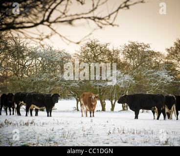 Eine kleine Gruppe von schwarzen und weißen Kühen mit einer hellbraunen Kuh in der Mitte, die auf einem schneebedeckten Feld steht Stockfoto