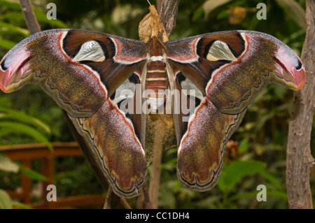 Butterfly World, Icod de Los Vinos, Teneriffa. Riesen Atlas Moth. Stockfoto